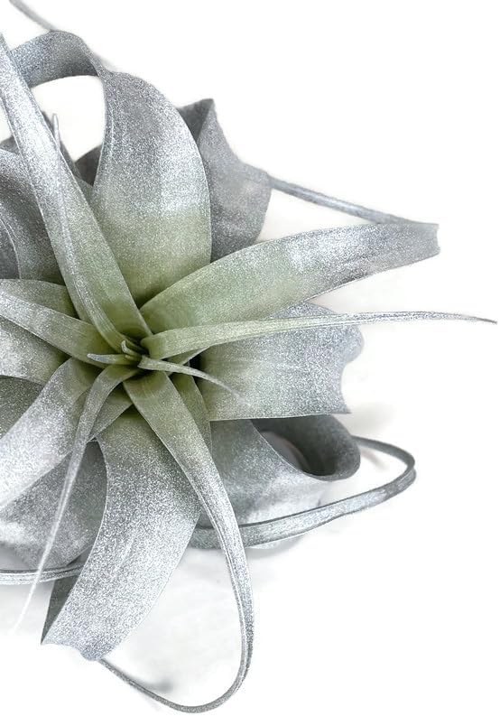 XL Xerographica Colored Air Plant, Live Tillandsia House Plant, Easy Care Indoor Outdoor, Great Gift, Healthy Arrival Guaranteed (Silver)