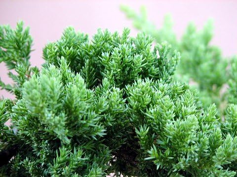 Staked Japanese Juniper Bonsai Starter Tree - 1 Gallon Pot