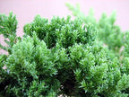 Staked Japanese Juniper Bonsai Starter Tree - 1 Gallon Pot