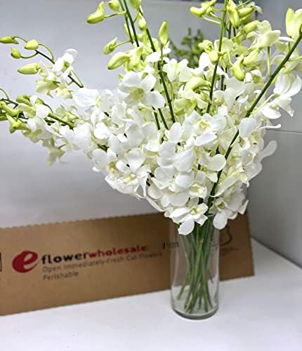 eflowerwholesale - Premium Cut White Orchids (20 stems with Vase) (Support Small Business)