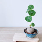 Stephania Cephalantha Live Plant, 3-3.5" Caudex with Sprouts, Rare Hardy Caudex Succulent Houseplant for Indoor Growing and Home Décor
