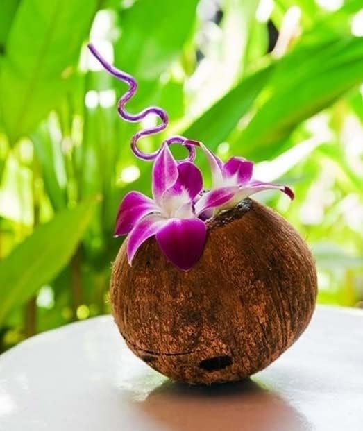 Miami Fresh Orchid Loose Bloom PERISHABLE flowers OrchidClub USA Sunne Tropical DIY lei, food & drink decoration (100 PURPLE)