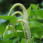 Chalily Native Lizard's Tail, a Great Live Pond Plant for Your Water Garden. Filters The koi and Goldfish Pond. Good for Bogs, Plant Shelf or Shallow Water This marginal Aquatic is a Real Beauty