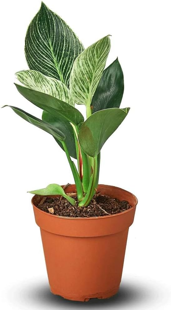 Philodendron Birkin Live Plant for Indoor | Different Houseplants in 4'' & 6'' Pot | Real House Plant for Living Room, Office, Desk & Bathroom | Birkin