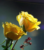 100 pcs Rose Flower Seeds Perennial Flowers Rare Plants Garden Bonsai Garden