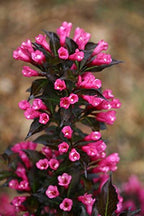 Proven Winners - Weigela florida Spilled Wine (Weigela) Shrub, pink flowers, #2 - Size Container