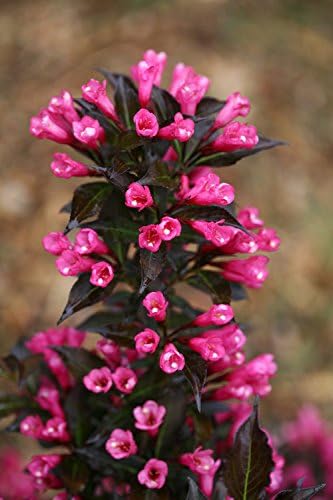 Proven Winners - Weigela florida Spilled Wine (Weigela) Shrub, pink flowers, #3 - Size Container