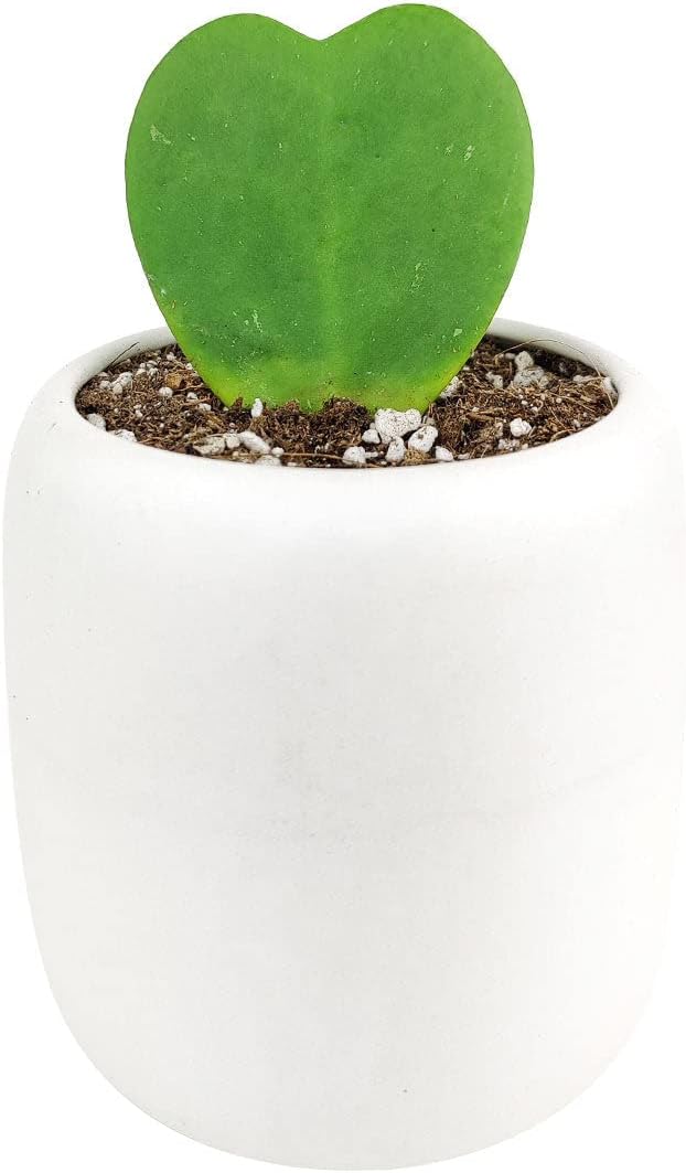 Hoya Kerrii Heart (4'' + Grower Pot) - Sweetheart or Valentine Hoya - Low Light and Healthy Houseplant - Easy to Care Indoor Houseplant - Fully Rooted in 2/4/4.5/5/6 inch Sizes
