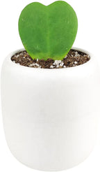 Hoya Kerrii Heart (4'' + Grower Pot) - Sweetheart or Valentine Hoya - Low Light and Healthy Houseplant - Easy to Care Indoor Houseplant - Fully Rooted in 2/4/4.5/5/6 inch Sizes