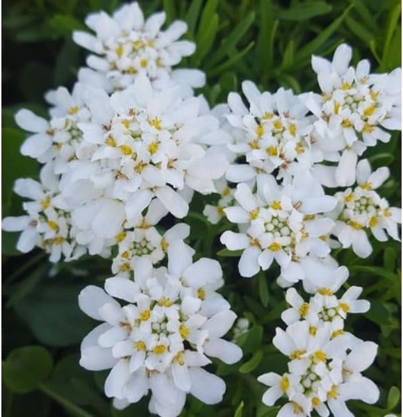 RedCrocus White Out Candytuft Iberis sempervirens- Evergreen Ground Cover, White Flower Clusters, Attracts Pollinators, Container & Garden Use, Pet Safe 2 Gallon