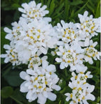 RedCrocus White Out Candytuft Iberis sempervirens- Evergreen Ground Cover, White Flower Clusters, Attracts Pollinators, Container & Garden Use, Pet Safe 2 Gallon