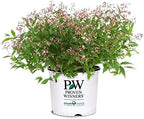 Proven Winners - Deutzia Yuki Cherry Blossom (Yuki Cherry Blossom Deutzia) Shrub, pink flowers, #3 - Size Container