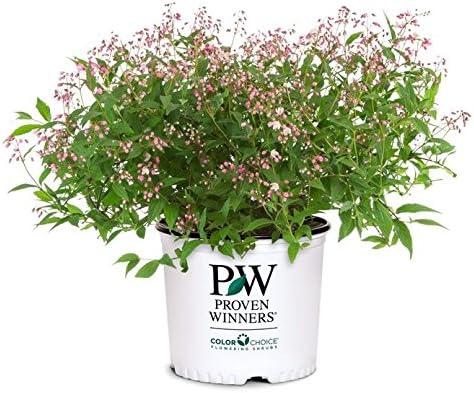Proven Winners - Deutzia Yuki Cherry Blossom (Yuki Cherry Blossom Deutzia) Shrub, pink flowers, #3 - Size Container