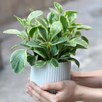 Peperomia Obtusifolia Variegated Live Plant, Baby Rubber Plant in 4'' Inch Pot, Easy-Care Peperomia Live Indoor Houseplant, Attractive Variegated Rubber Plant for Home & Office Décor