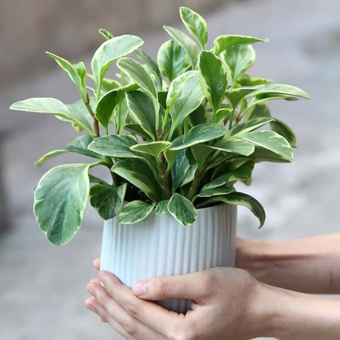 Peperomia Obtusifolia Variegated Live Plant, Baby Rubber Plant in 4'' Inch Pot, Easy-Care Peperomia Live Indoor Houseplant, Attractive Variegated Rubber Plant for Home & Office Décor