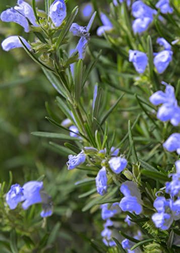 Chef's Choice Rosemary (2.5 Quart) Fragrant Evergreen Cooking Herb/Shrub - Full Sun Live Outdoor Plant