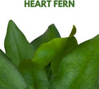 BubbleBlooms Heart Fern, Hemionitis arifolia, Heart Shaped Leaves, Tongue Fern in 2 inch Pot