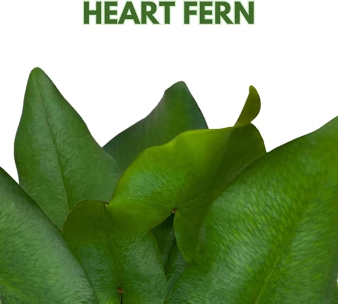 BubbleBlooms Heart Fern, Hemionitis arifolia, Heart Shaped Leaves, Tongue Fern in 2 inch Pot
