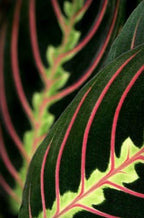 Red Prayer Plant - Maranta - Easy to Grow House Plant - 6" Hanging Basket/from jmbamboo