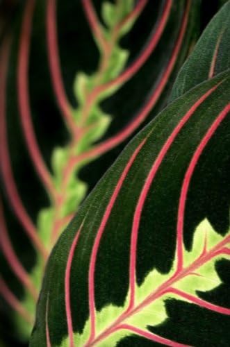 Red Prayer Plant - Maranta - Easy to Grow House Plant - 6" Hanging Basket/from jmbamboo