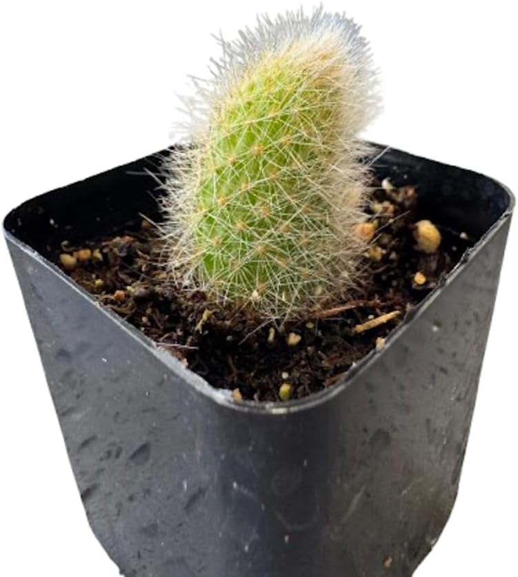 Rare Cactus Plants, 2" Pot Monkey Tail Cactus, Live Succulent Cacti Plants Fully Rooted in Grower Pots, Easy Care House Plant (Short Tail (1-2 inch))
