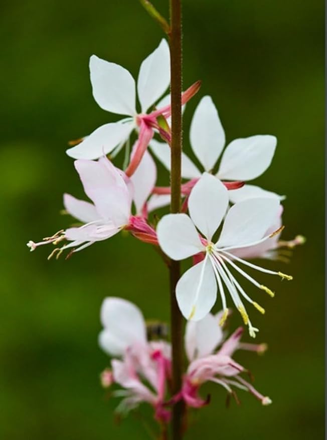100PCS Gaura Lindheimeri Flower Seeds Wildflower Flower Seeds Heirloom (White)