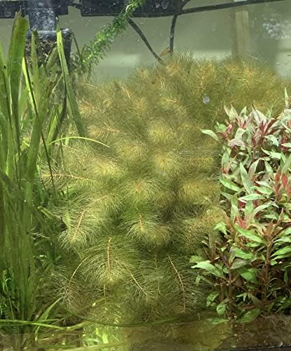 Marcus Fish Tanks - Live Aquarium Plant Variety Pack Amazon Sword Java Moss Anacharis Ludwigia Java Fern and More