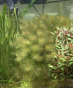 Marcus Fish Tanks - Live Aquarium Plant Variety Pack Amazon Sword Java Moss Anacharis Ludwigia Java Fern and More