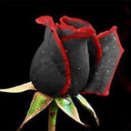 300+ Perennial Mixed Rose Flower Seeds for Planting Outdoor-Fragrant Non GMO Heirloom Garden Home Great Gardening Gifts