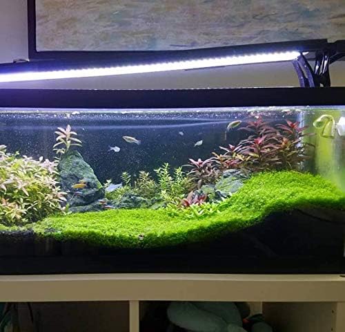 Greenpro Dwarf Baby Tears Hemianthus Callitrichoides Cuba Potted Java Moss Live Aquatic Plants for Aquarium Freshwater Fish Tank