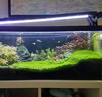 Greenpro Dwarf Baby Tears Hemianthus Callitrichoides Cuba Potted Java Moss Live Aquatic Plants for Aquarium Freshwater Fish Tank