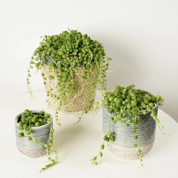 String of Pearls Plant Live, Rare Succulent Trailing Vine in Pot, Indoor Houseplant