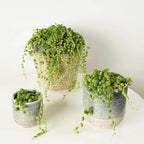 String of Pearls Plant Live, Rare Succulent Trailing Vine in Pot, Indoor Houseplant