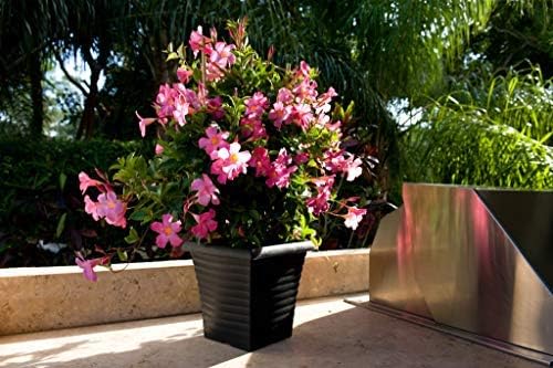 Pink Mandevilla Plant with Trellis - Live Flowering Plant - Tropical Plants of Florida - 18" to 20" Overall Height, 18" Hoop - 1 Gallon (Plant Only)