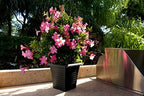 Pink Mandevilla Plant with Trellis - Live Flowering Plant - Tropical Plants of Florida - 18" to 20" Overall Height, 18" Hoop - 1 Gallon (Plant Only)