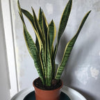 RedCrocus Variegated Snake Plant Sansevieria trifasciata Laurentii Indoor Plant- Easy Care, Low Maintenance, Air Purifying, Pet-Friendly (Toxic if Ingested) 6" Pot
