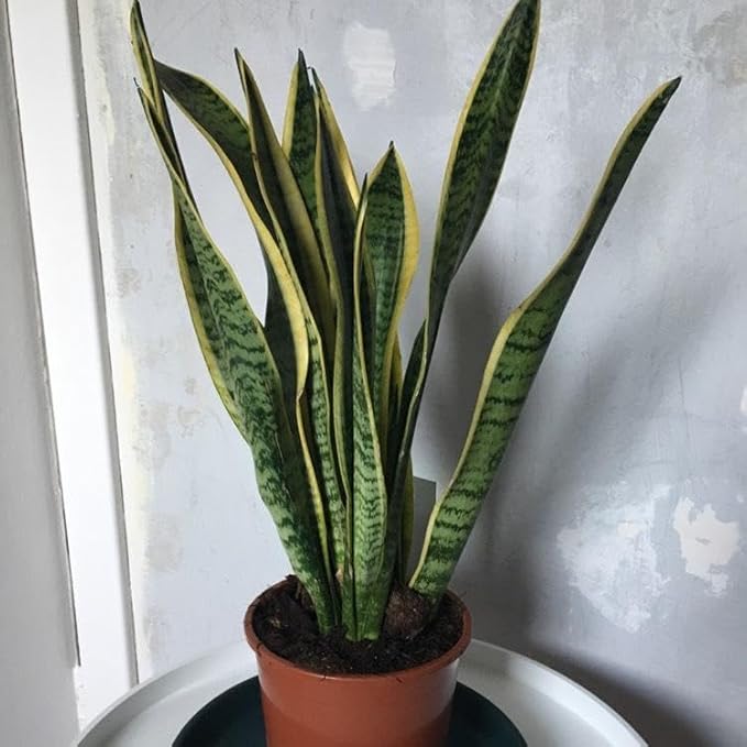 RedCrocus Variegated Snake Plant Sansevieria trifasciata Laurentii Indoor Plant- Easy Care, Low Maintenance, Air Purifying, Pet-Friendly (Toxic if Ingested) 6" Pot