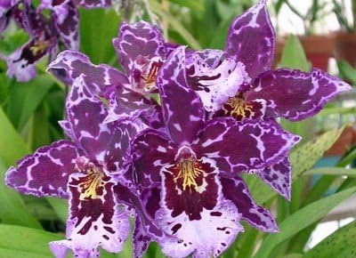 4 Live Orchid Plants + HP to Choose (Oncidiums + Heat Pack)