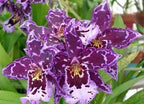 4 Live Orchid Plants + HP to Choose (Oncidiums + Heat Pack)