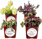 Live Trailing Mystery Succulent | Well Rooted Real Hanging Succulents Planted in 2 inch Pots | Assorted Small Starter Plants for DIY, Home Outdoor/Indoor Wedding or Birthday Gift (4 Pack)