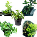 Mint Plant Variety Pack, 5 Plants in 2.5" Pots, Indoor Gardening Set