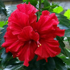 2 Rose of Sharon Tree Live Plant - Red Althea | 1–2 Feet Tall Flowering Shrubs | Red Hibiscus Syriacus for Outdoor Planting and Garden Beds