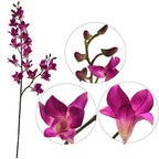 Larksilk 34" Purple Silk Dendrobium Orchid – Realistic Faux Orchid Stem with 17 Lifelike Flowers for Vases & Decor