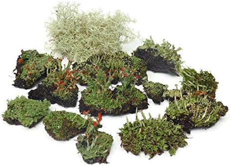 Live Lichen Assortment 4"x6" Bag for Terrariums and Fairy Gardens