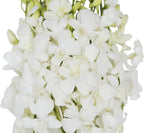 KaBloom - 10 White Orchid without vase - Fresh Flowers for Birthday, Valentine's & Mother's Day