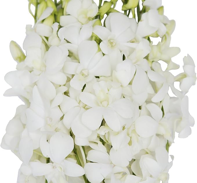 KaBloom - 20 White Orchid without vase - Fresh Flowers for Birthday, Valentine's & Mother's Day