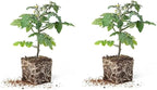 Granadero Roma Tomato Live Plants for Growing - Approx 4-6 Inches Tall to Grow, Garden or Container (4 Plants)