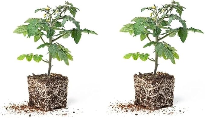 Granadero Roma Tomato Live Plants for Growing - Approx 4-6 Inches Tall to Grow, Garden or Container (4 Plants)