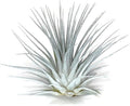 Rainbow Tillandsia Air Plant, Tillandsia Air Plant, Airplant, Air Purification, House Plant, Home Decor & Gift, Live Plant, Healthy Arrival Guarantee (White/Silver)