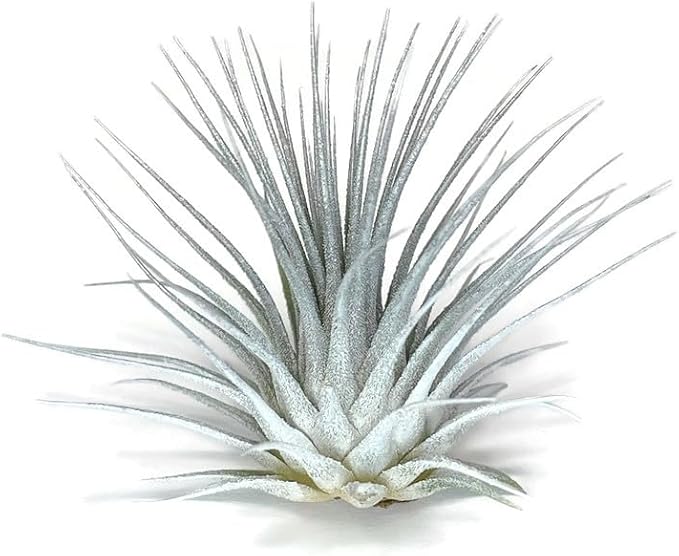 Rainbow Tillandsia Air Plant, Tillandsia Air Plant, Airplant, Air Purification, House Plant, Home Decor & Gift, Live Plant, Healthy Arrival Guarantee (White/Silver)